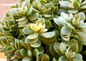 Kalanchoe planta crasa