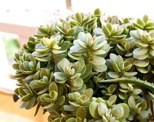 Kalanchoe planta crasa
