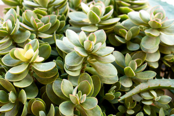 Kalanchoe planta crasa