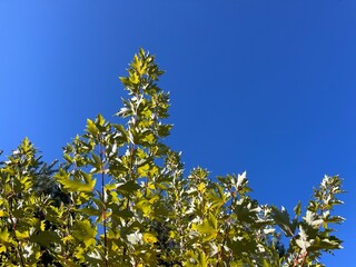 leaves against blue sky