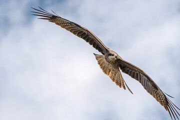An eagle flies in the sky in the mountains