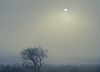 tree in the fog