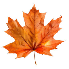Obraz premium vibrant autumn maple leaf showcasing rich orange hues and intricate vein patterns, symbolizing beauty of fall. This close up captures essence of natures transition