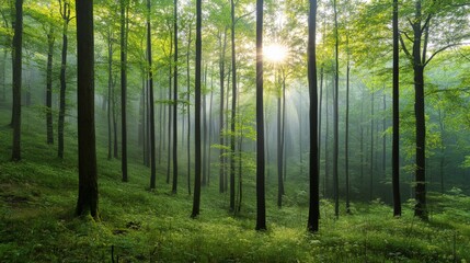 Fototapeta premium Enchanting Forest with Sunbeams Breaking Through the Trees