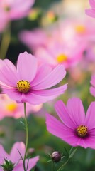 Delicate pink cosmos flowers blooming in a vibrant garden during a sunny afternoon