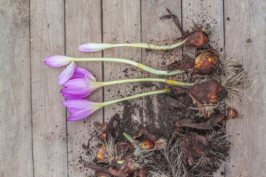 Bulbs with flowers and buds of colchicum on a wooden table, top view.