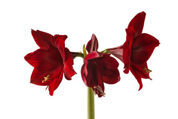 Fototapeta premium Bloom dark-red Hippeastrum (amaryllis) Galaxy group 'Arabian night'