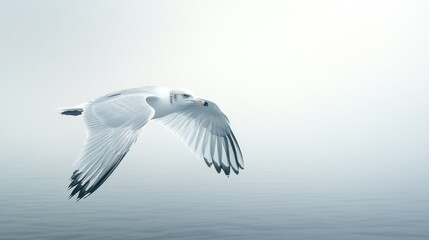 Obraz premium Majestic White Dove in Flight Over the Calm Sea
