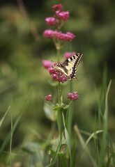 Butterfly Rare swallowtail (Iphiclides podalirius, sail swallowtail or pear tree swallowtail) close-up on a flower. Macro photo of a beautiful, rare butterfly. a butterfly sitting on a petal