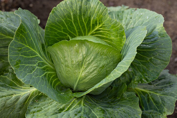 Obraz premium Close-up of fresh green cabbage growing in a garden. Concept of organic farming, home gardening and natural vegetation
