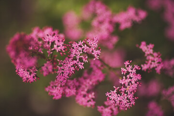 Beautiful pink and colorful pastel flower field,blur flowers for background. Flowering Verbena bonariensis (Purpletop Vervain, Tall Verbena, Clustertop Vervain) soft style for the background.