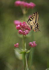 Obraz premium Butterfly Rare swallowtail (Iphiclides podalirius, sail swallowtail or pear tree swallowtail) close-up on a flower. Macro photo of a beautiful, rare butterfly. a butterfly sitting on a petal
