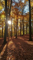 Naklejka premium Golden autumn sunlight filters through trees in a serene forest landscape at dusk