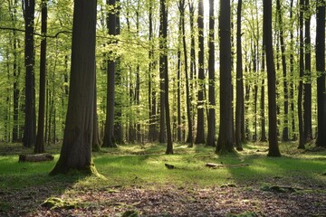 Sunlight filtering through vibrant green leaves in a tranquil forest during springtime