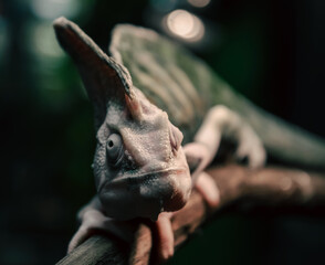 green chameleon on a branch