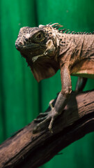 iguana lizard portrait close up