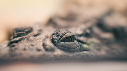 crocodile eye reptile hides and hunts close up