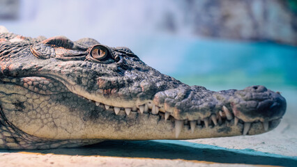 crocodile head with toothy mouth and green eye closeup