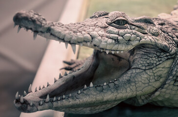 crocodile head isolated close up on a green background