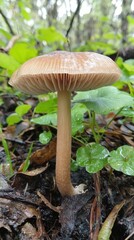 Mushroom emerging from the forest floor amidst greenery in soft, dappled sunlight