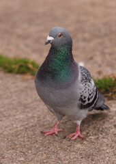 close up of a pigeon
