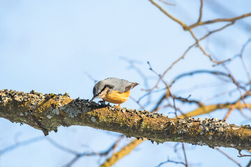 Eurasian nuthatch (Sitta europaea) a small bird with orange plumage sits high on a tree branch.