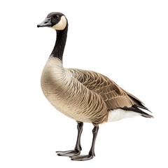 Canada Goose in Isolation for Wildlife Projects Transparent Background