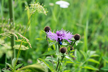 Kwiaty © wedrownik52