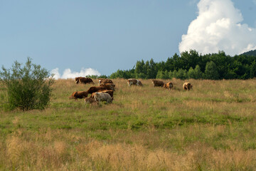 Krowy  © wedrownik52