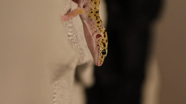 Leopard gecko on a blurred background, vertical macro video with space for captions