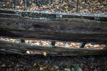 Abandoned boat rotting in the forest in autumn