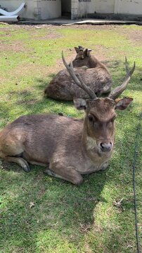 male and female deer sitting relaxed