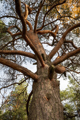 old Pinus sylvestris pine tree trunk and branches