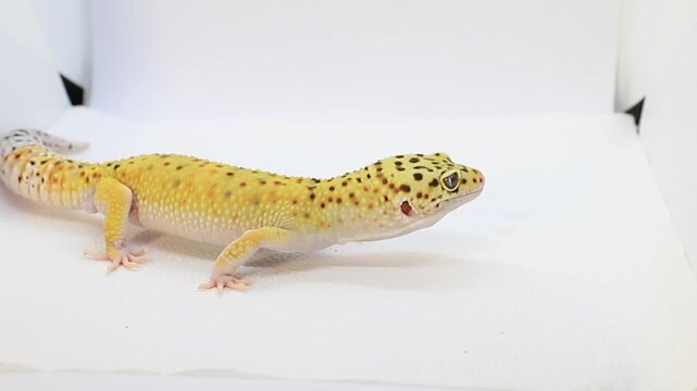 Leopard gecko on a white background, macro video of the animal. Place for text.