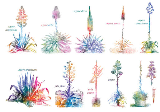 Agave and maguey drawings watercolor Print