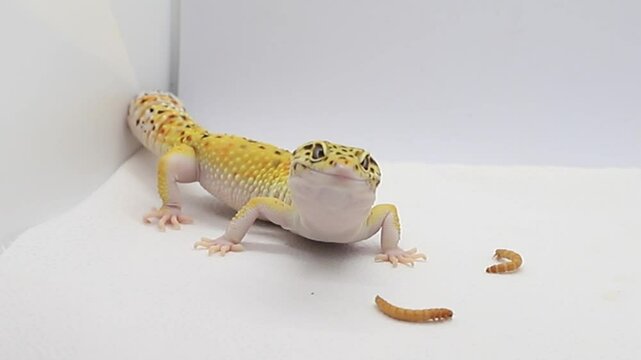 Beautiful lizard. Leopard gecko on a white background, macro video of the animal. Place for text