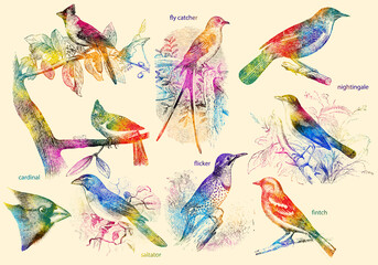 Little bird drawings watercolor print