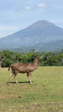 antlered deer with mountain background