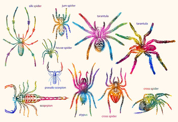 Old style drawing arachnids Print poster watercolor