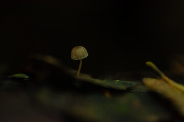 Mushroom growing in the ground