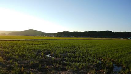 Fototapeta premium Sunset and rice fields after harvest