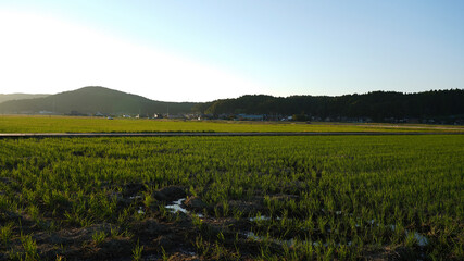 Sunset and rice fields after harvest