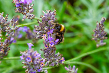 Lone bumblebee collecting the last pollen from wild lavender flowers.