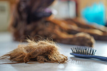 Brushing dog hair, happy Irish Setter after brushing. Hair, brush