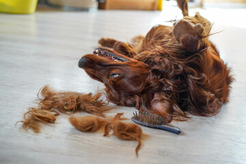 Brushing dog hair, happy Irish Setter after brushing. Hair, brush
