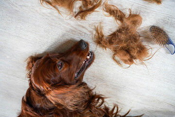 Brushing dog hair, happy Irish Setter after brushing. Hair, brush