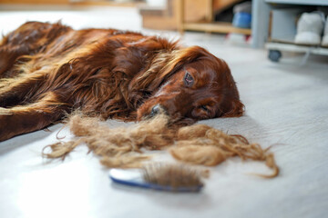 Brushing dog hair, happy Irish Setter after brushing. Hair, brush