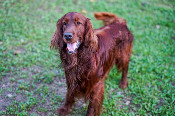 Portrait of a happy Irish Setter. Purebred hunting dog