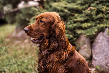 Portrait of a happy Irish Setter. Purebred hunting dog