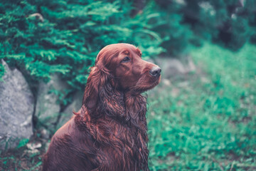 Portrait of a happy Irish Setter. Purebred hunting dog